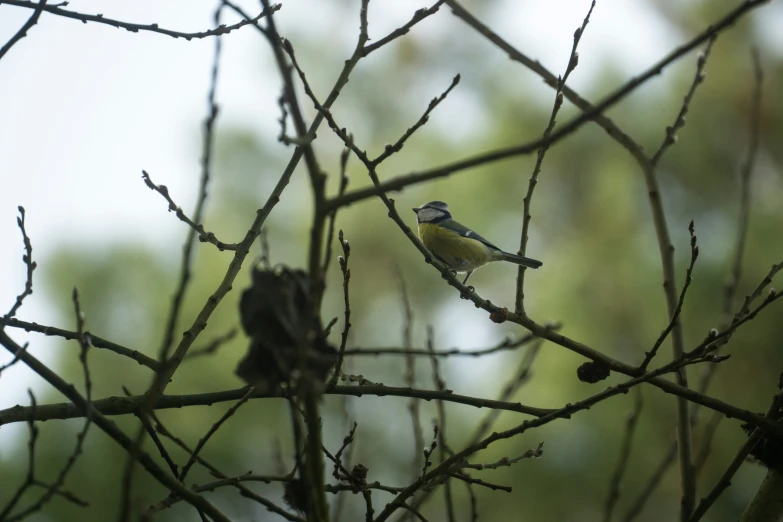 two small birds sitting on the nches of trees