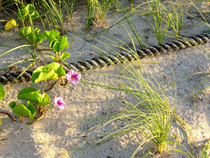 the snake is laying in the sand next to the flowers