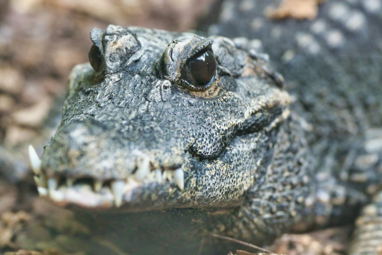 an alligator's eye peers intently into the camera