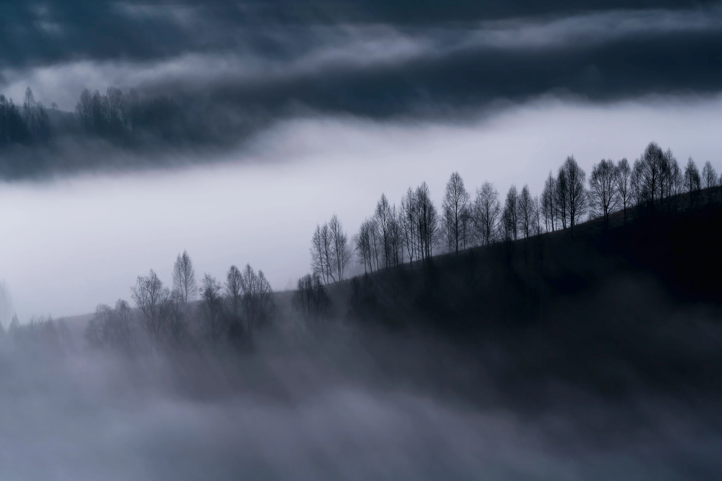 misty forest and evergreen trees are shown in the foreground