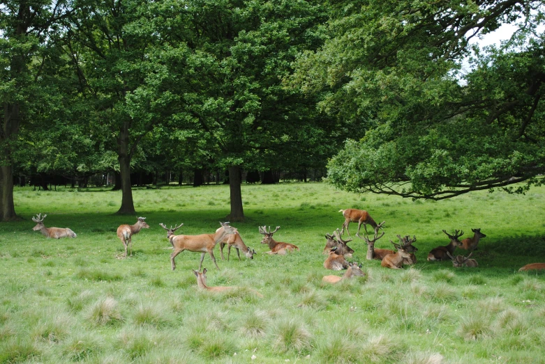 a group of deer that are standing in the grass