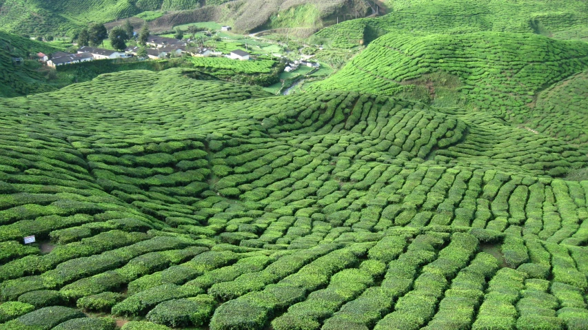 many trees that are next to each other in the grass