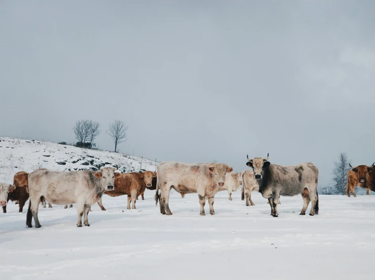 a number of cows walking through a snowy field