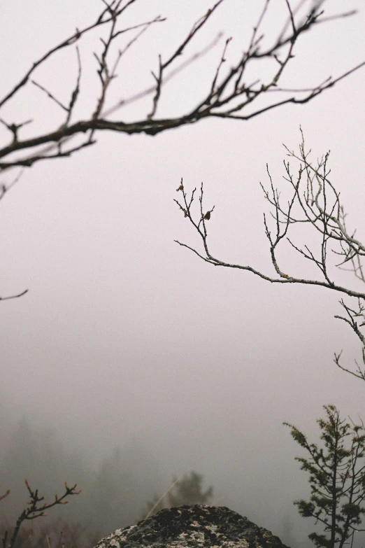 a lone flower sits on the ground of a foggy landscape