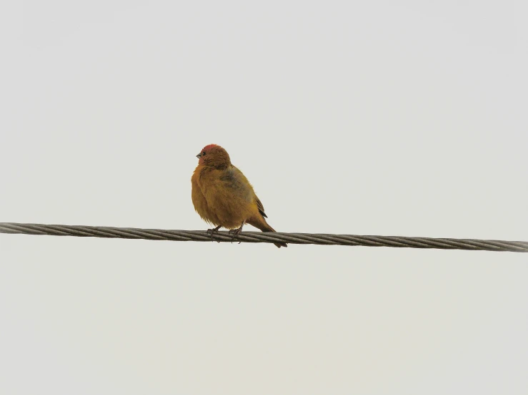 small bird standing on a wire during the day