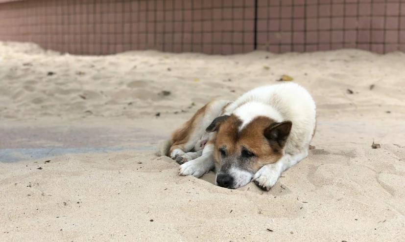 a little dog that is sleeping in the sand