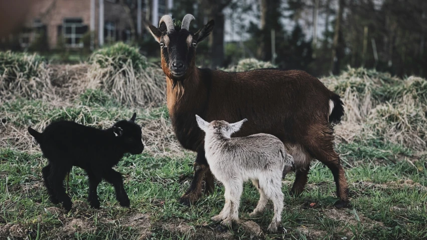 two goats with their baby in a grassy field