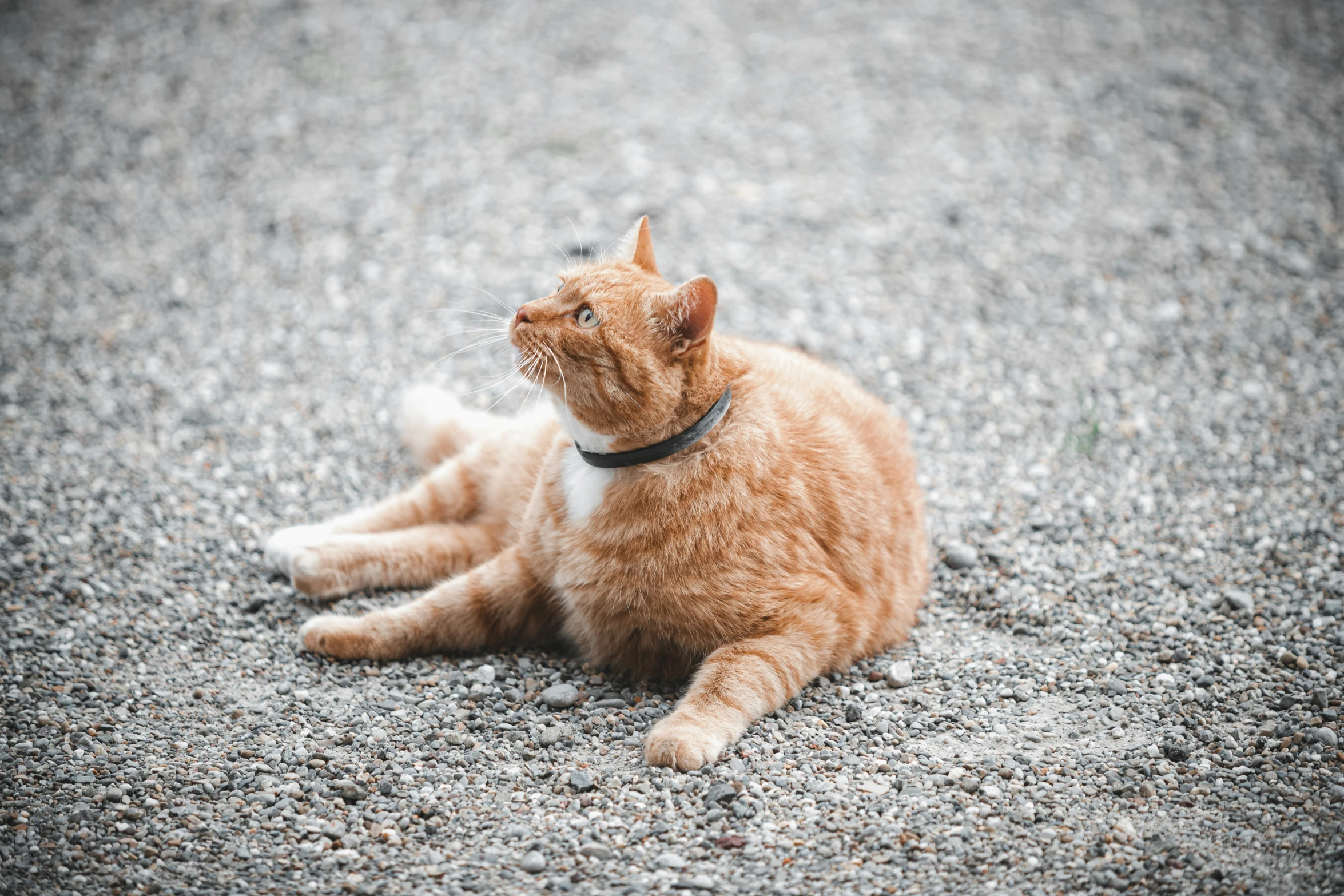 a close up of a cat on gravel near a fence