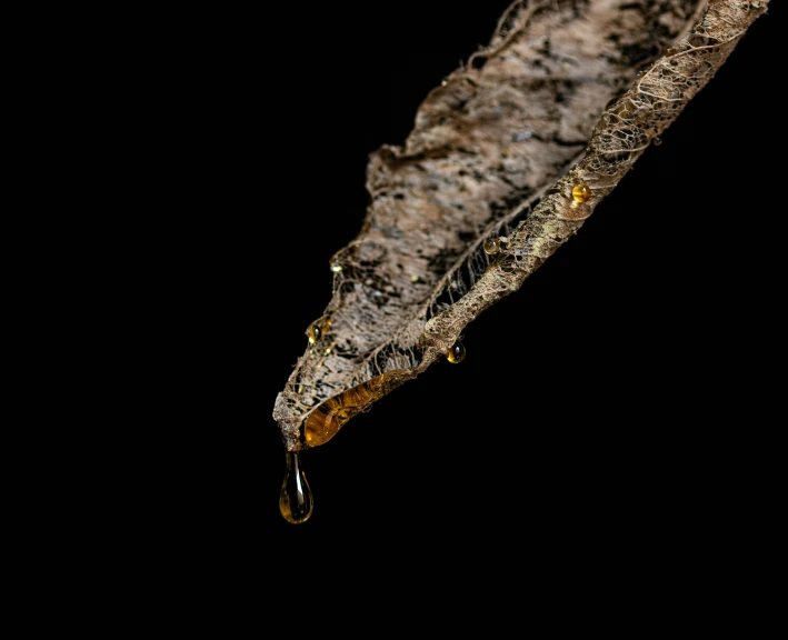 a drop of water hangs from the bottom of a tree nch