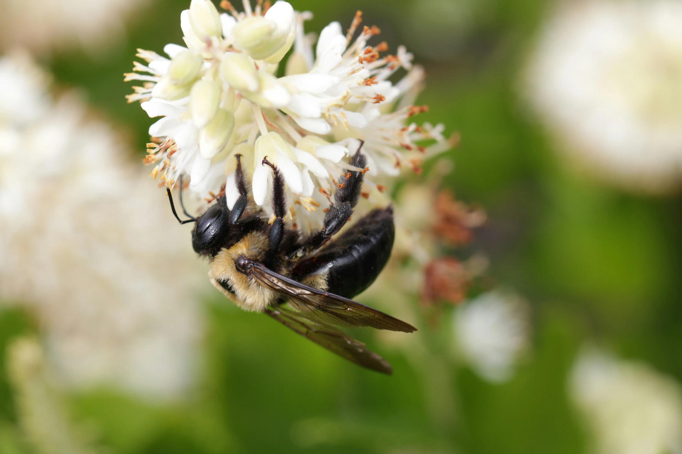 a large bee sits on a white flower