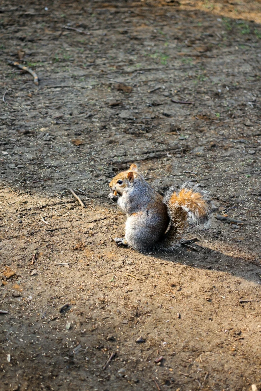 a dog standing up on a dirt ground