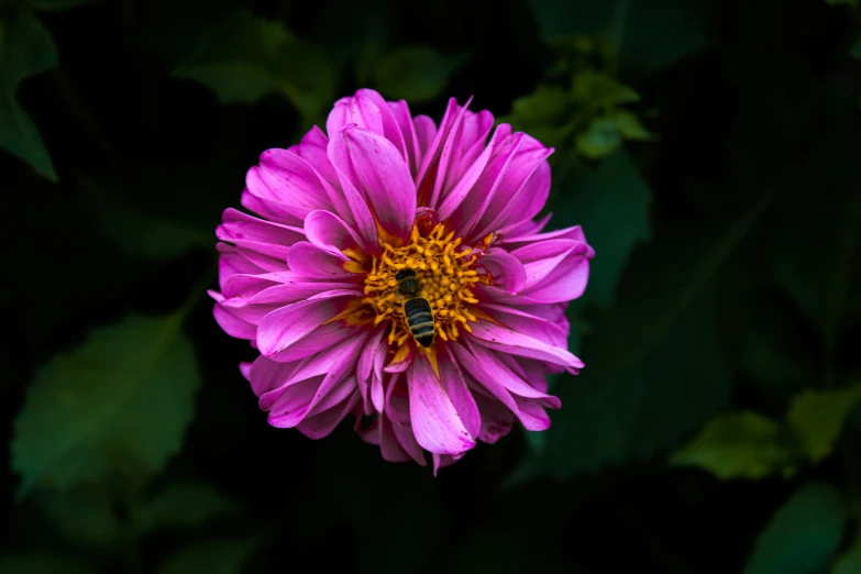 a purple flower with a bee sitting on it