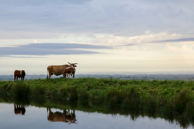 some cows in a field by some water