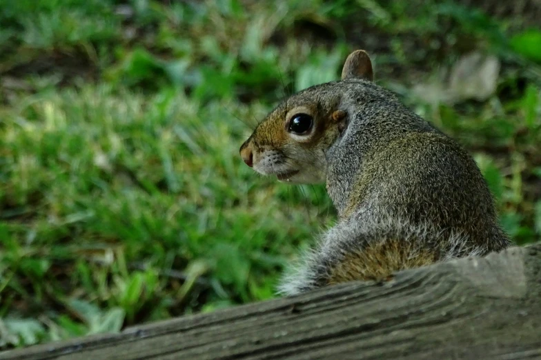 the gray squirrel is sitting on a wood plank