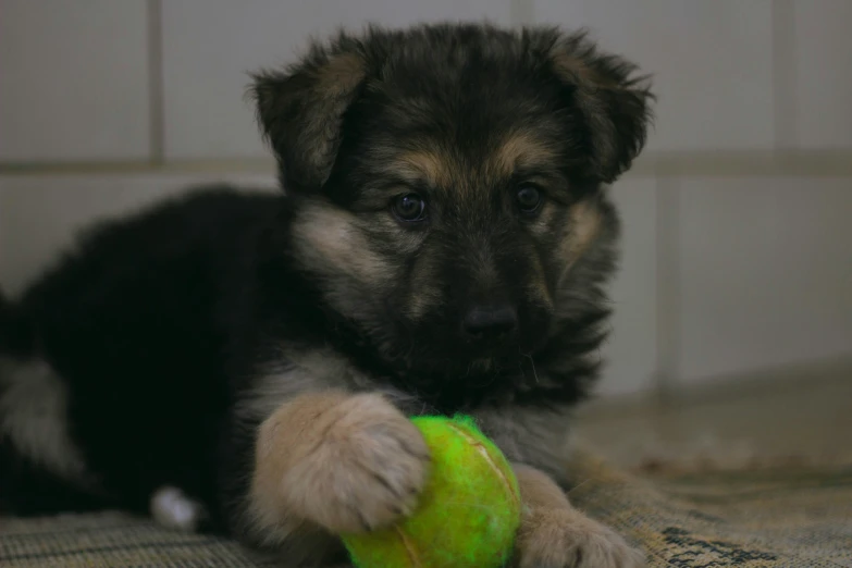 a dog is playing with a toy on the floor