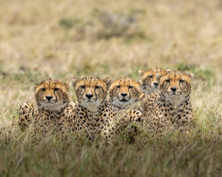 five cheetah are sitting in tall grass in the savannah