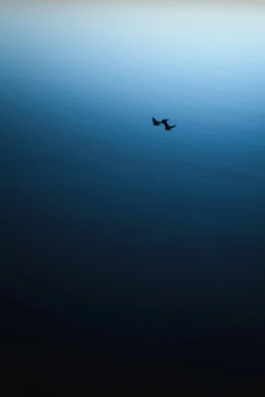 two birds are flying through the air over the water