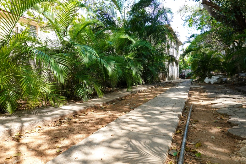 a sidewalk surrounded by green palm trees on a sunny day