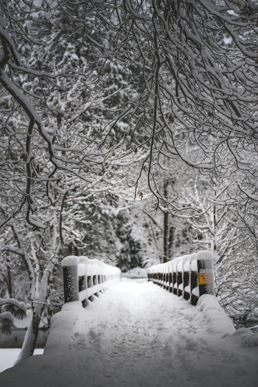 a long snow covered path that runs through some trees