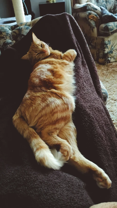 an orange cat lounges on top of a brown blanket