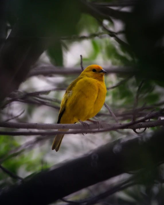 a yellow bird perched on a tree nch