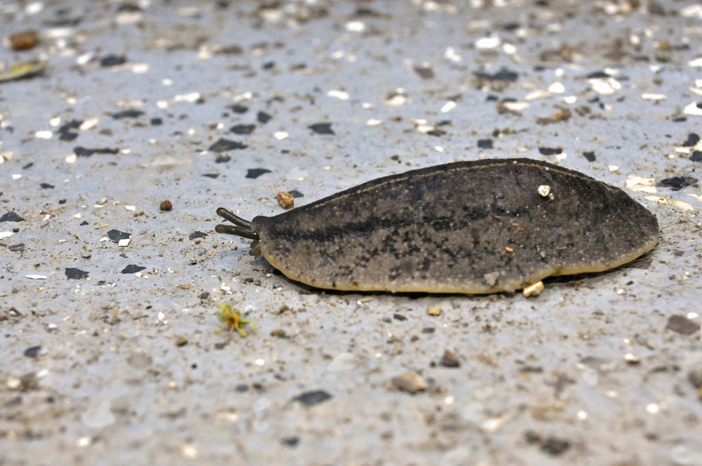 a strange looking insect on a dirty concrete floor