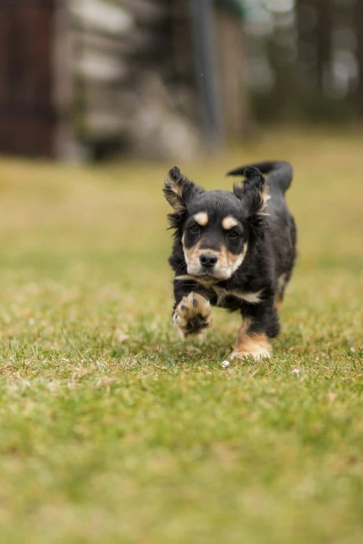 a little black dog running across a lush green field