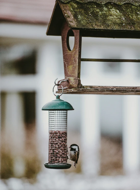 a bird in a home flying away from a bird feeder