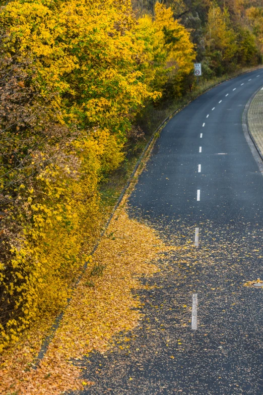 a tree line on a road near some trees