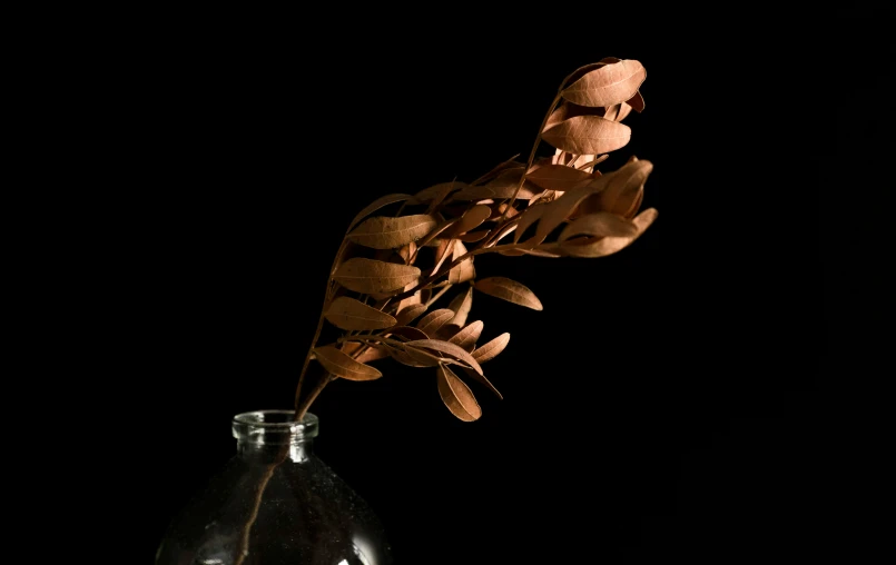 a close - up of a plant in a glass vase