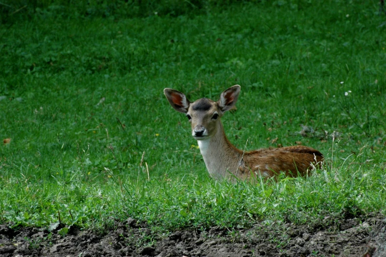 a small deer lying in a green field