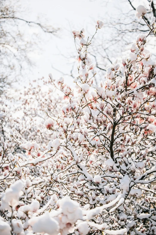 a very tall tree with lots of snow on top