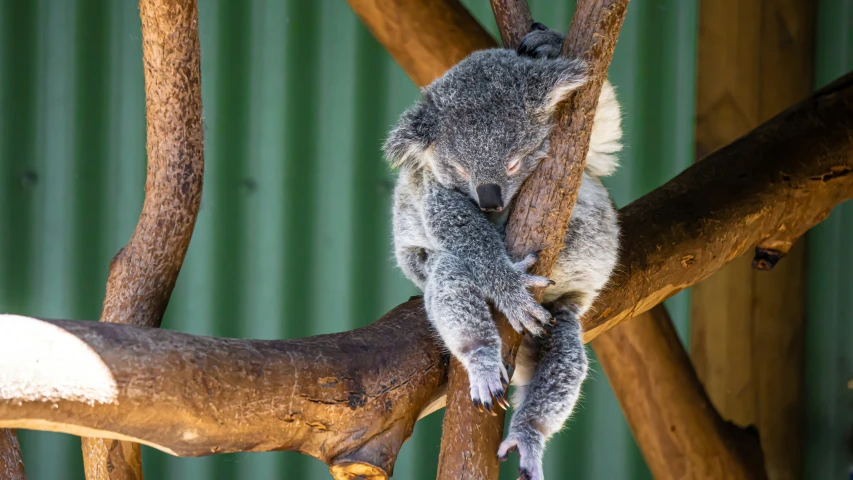 a close up of a koala on a nch with a metal building behind it