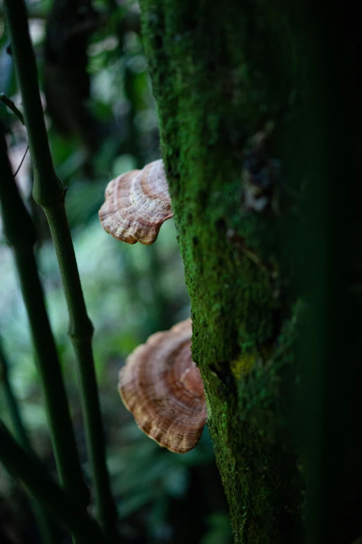 mushrooms growing on the bark of a tree