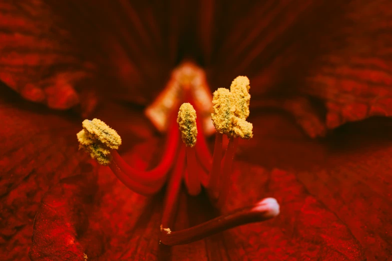 closeup view of the stigmas of a large, red flower