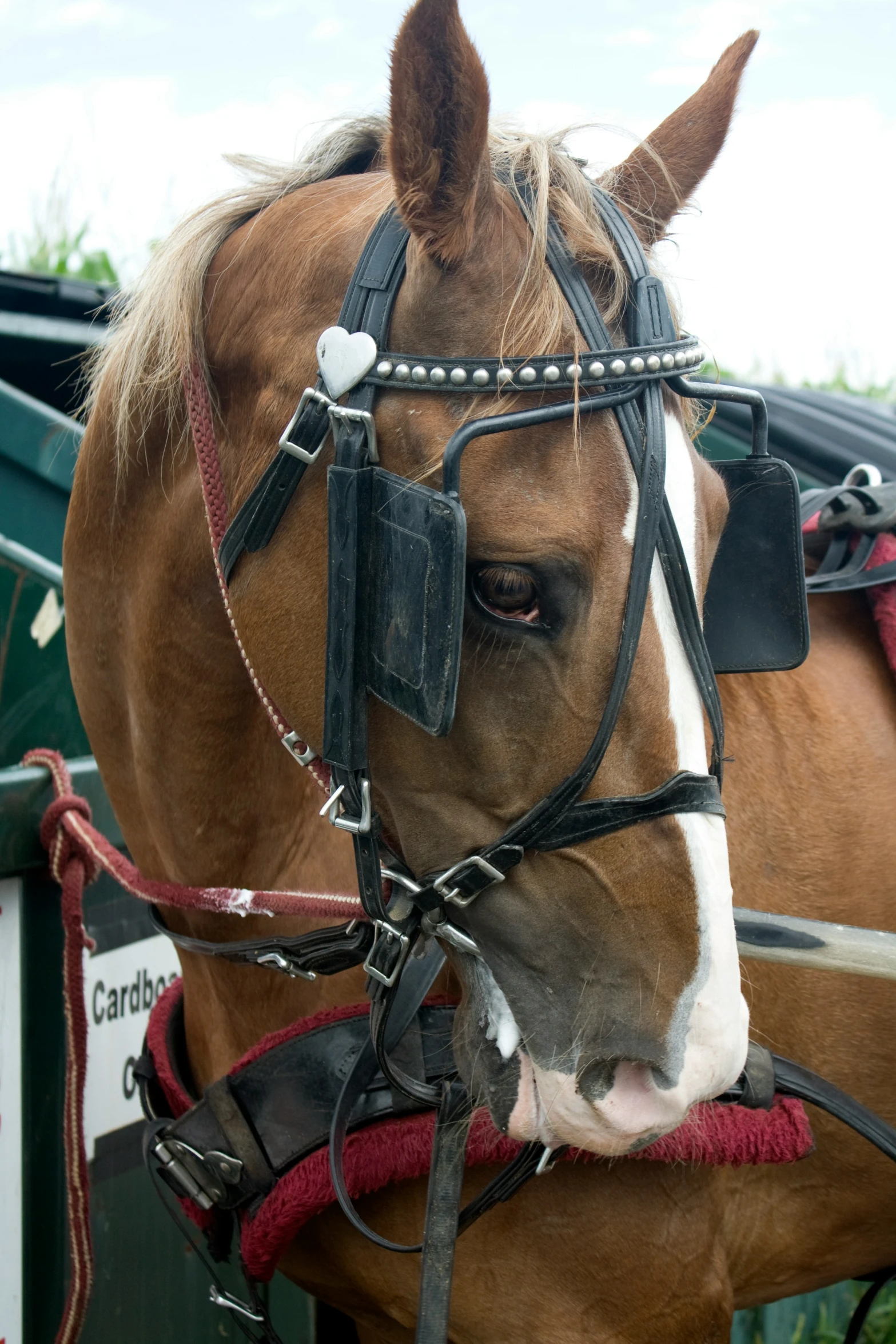 the face of a brown horse that is being ridden by a carriage