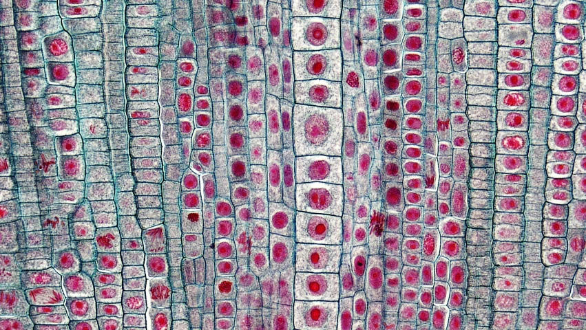 this looks like a close up of some cells