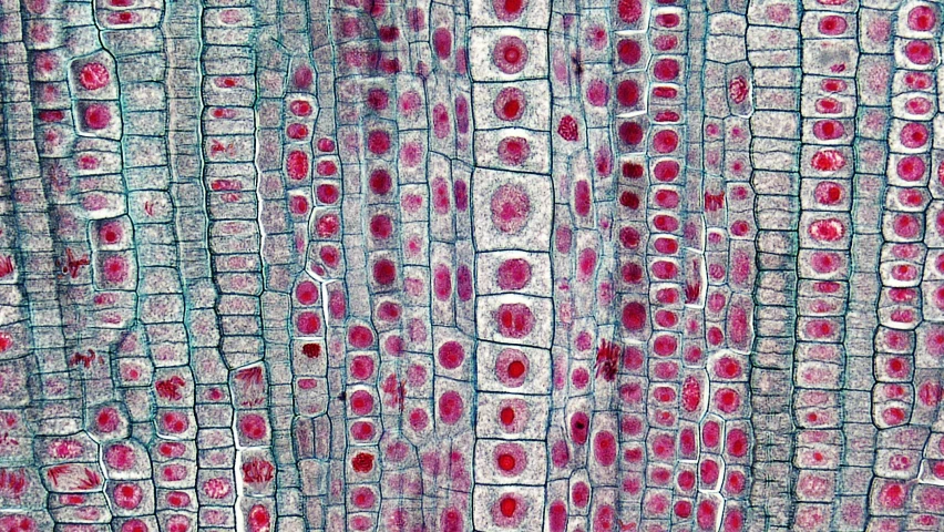 this looks like a close up of some cells