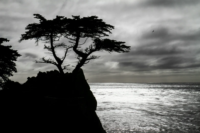 a lone tree on a cliff in a foggy day