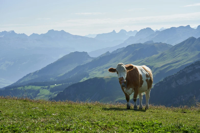 cow with horns standing on the side of a steep hill