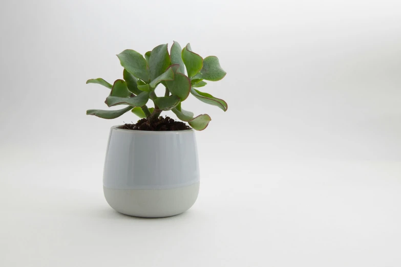 a close up of a small plant in a small pot