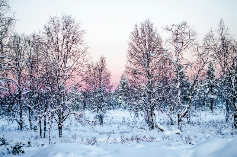 winter scene with some trees and white snow