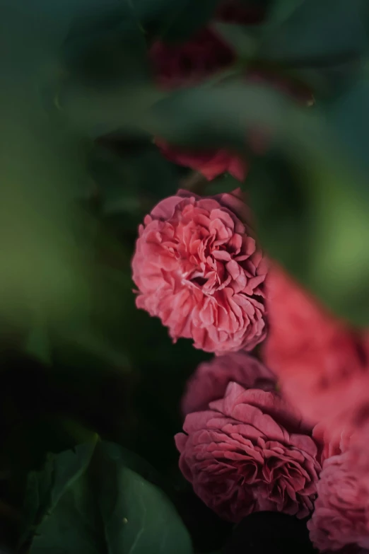 pink flowers on green leaves in a dark room