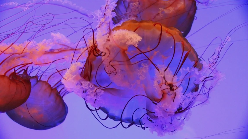 some jelly fish in an aquarium floating in the water