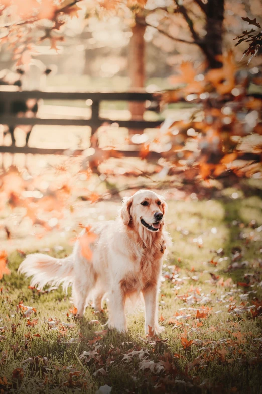 a dog standing in the grass near a fence