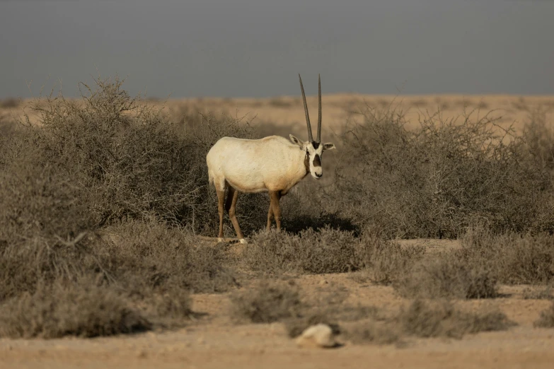 a large white animal standing next to a bush