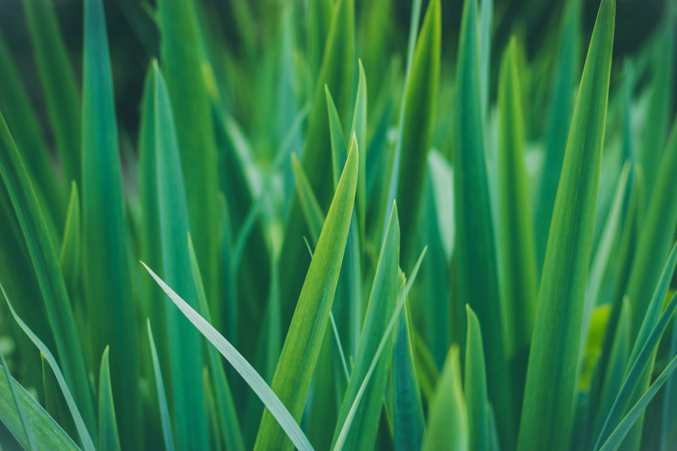 green blades of grass in close up on a sunny day