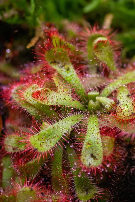 a few little green plants with little red berries growing on them