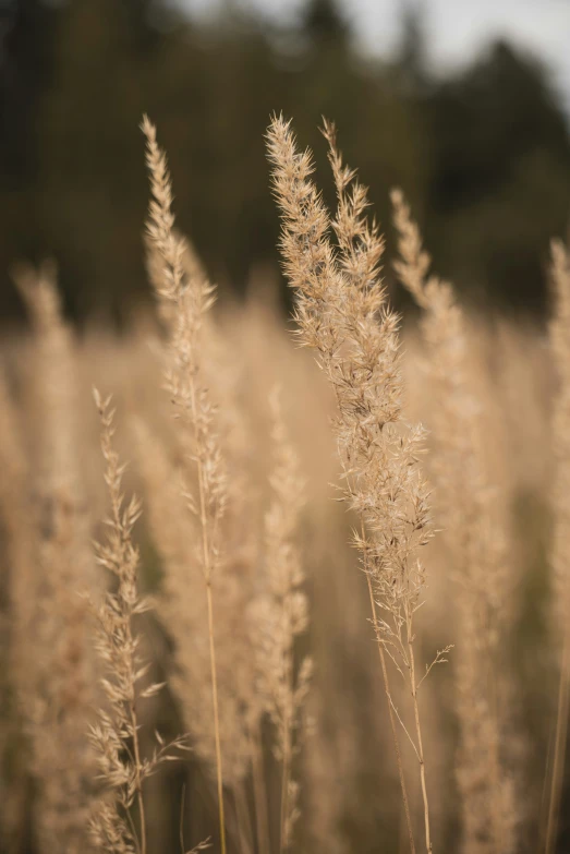 grass is shown in soft sunlight on the ground