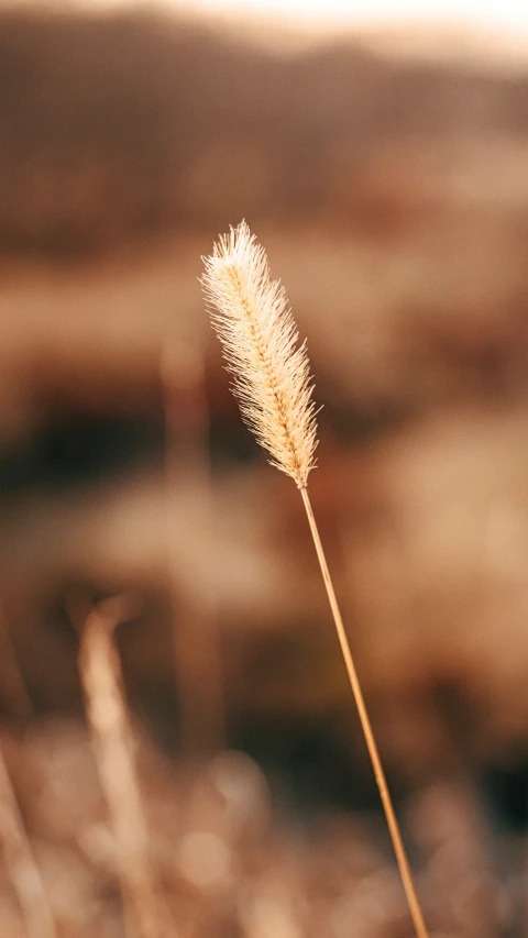 tall dried plant in a blurry scene outside